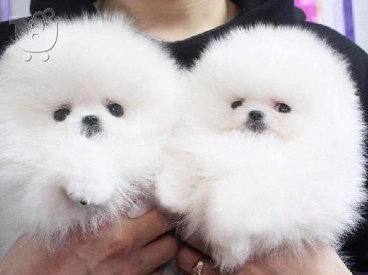 Ένα υπέροχο Pomeranian ψάχνει για ένα νέο σπίτι Έχουμε ένα ωραίο...
